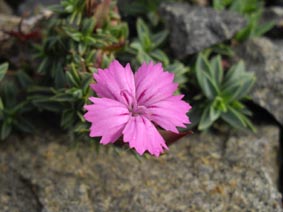 Dianthus haematocalyx ssp pindicola